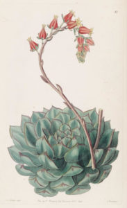 Botanical watercolor study of a succulent